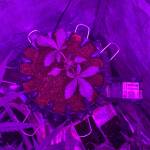 Blackberry Auto Fastbuds