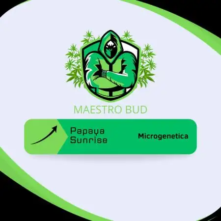 Papaya Sunrise - Microgenetica