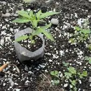 Outdoor auto batch 1
