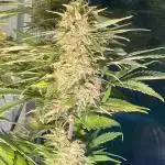 Window autoflower(with lights and fans)