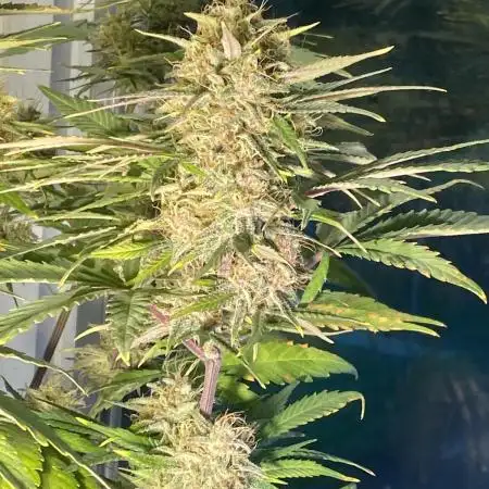 Window autoflower(with lights and fans)