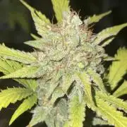 2nd cheese auto