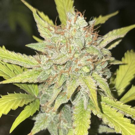 2nd cheese auto