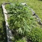 Outdoor grow