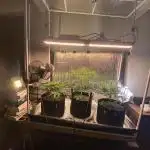 Fast buds G14 auto