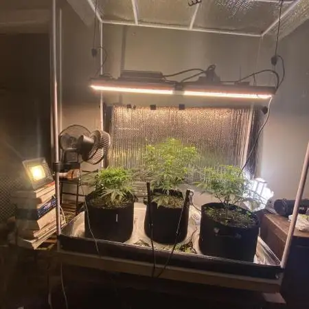 Fast buds G14 auto