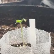 Winter grow