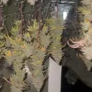 Mega grow