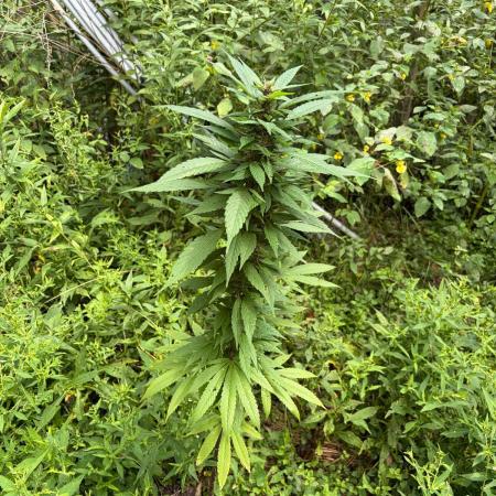 Outdoor grow
