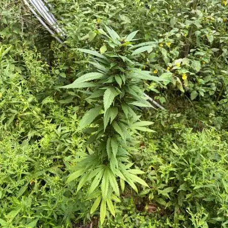 Outdoor grow