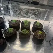 Winter grow
