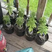 Outdoor grow