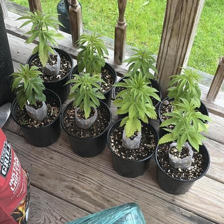 Outdoor grow