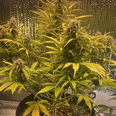 Fast buds G14 auto