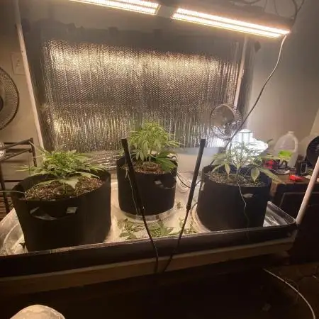 Fast buds G14 auto