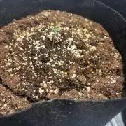 Window autos