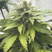 Fast buds cheese aut