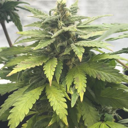 Fast buds cheese aut