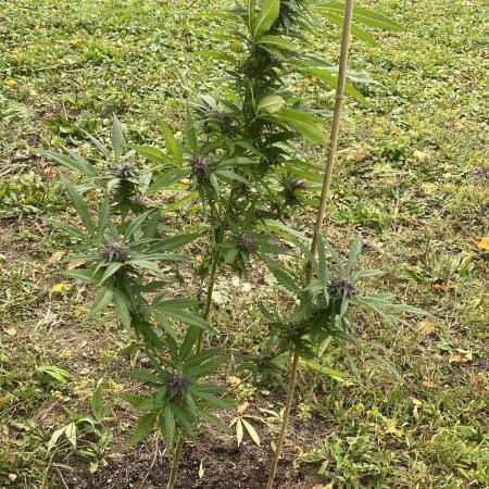 Random seed  outdoor Guarilla grow