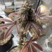 Micro clones +1 seed grow