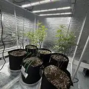 Micro clones +1 seed grow