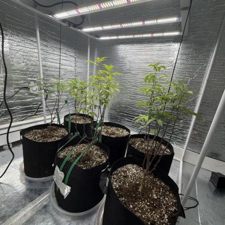 Micro clones +1 seed grow