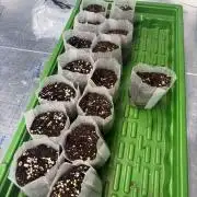 Winter grow