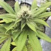 Micro clones +1 seed grow