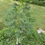 Outdoor grow