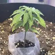 Fast buds cheese aut
