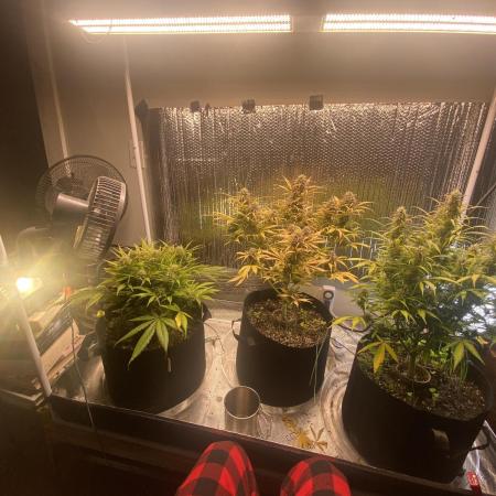 Fast buds G14 auto