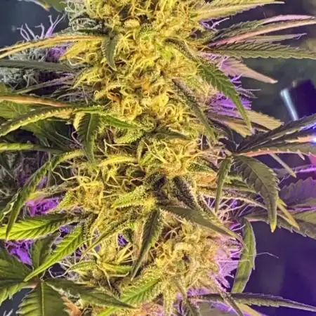 Window autoflower(with lights and fans)