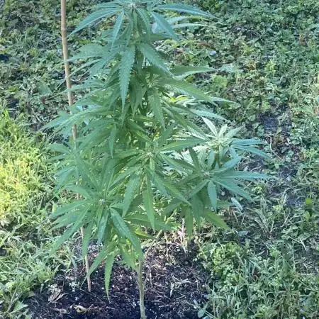 Random seed  outdoor Guarilla grow