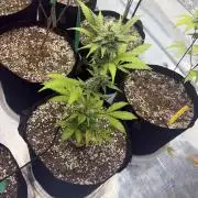 2nd cheese auto