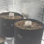 Window autoflower kush mintz