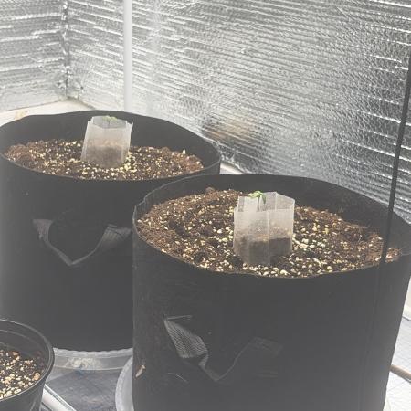 Window autoflower kush mintz