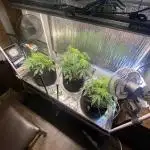 Fast buds G14 auto