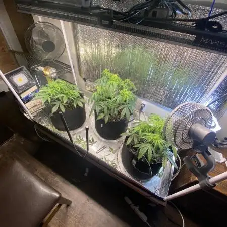 Fast buds G14 auto