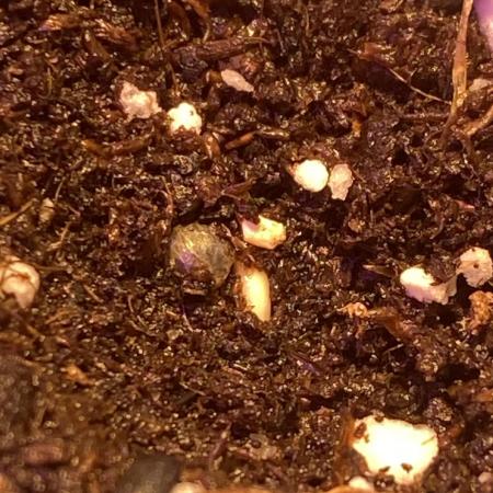 Window grow NL auto by fast buds