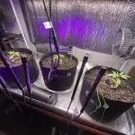 Fast buds G14 auto