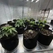 Winter grow