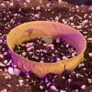 Window grow NL auto by fast buds