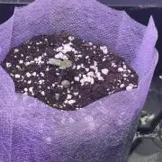My seeds I made pollinating a fem reg