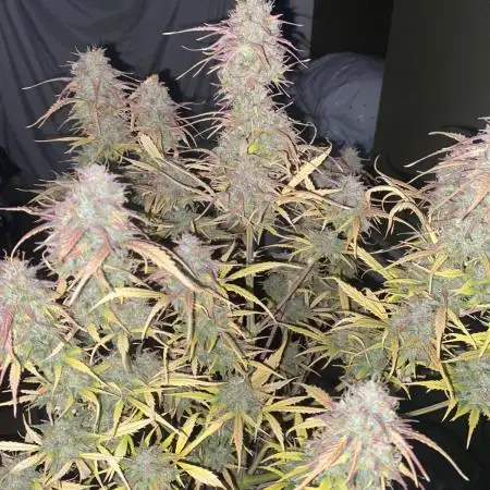 Fast buds G14 auto