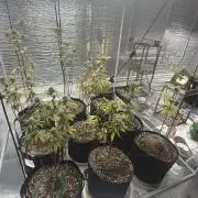 Micro clones +1 seed grow