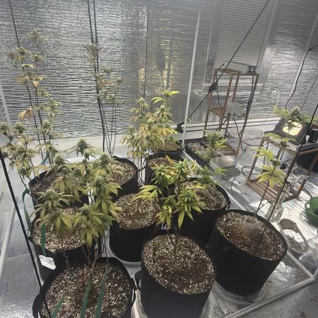 Micro clones +1 seed grow