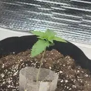 Winter grow