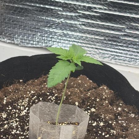 Winter grow