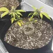 Fast buds cheese aut