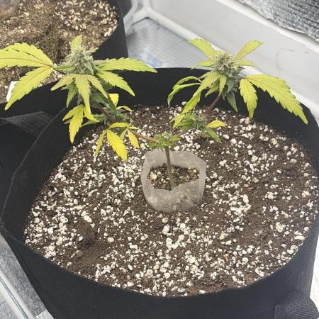 Fast buds cheese aut